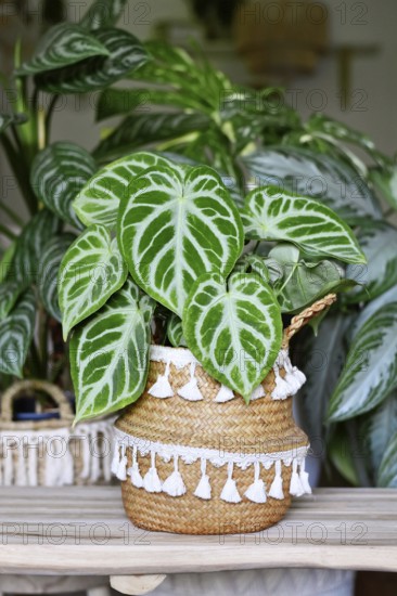 Beautiful potted exotic 'Silver Blush Anthurium Crystallinum' houseplant with beautiful lace pattern in urban jungle living room with many plants