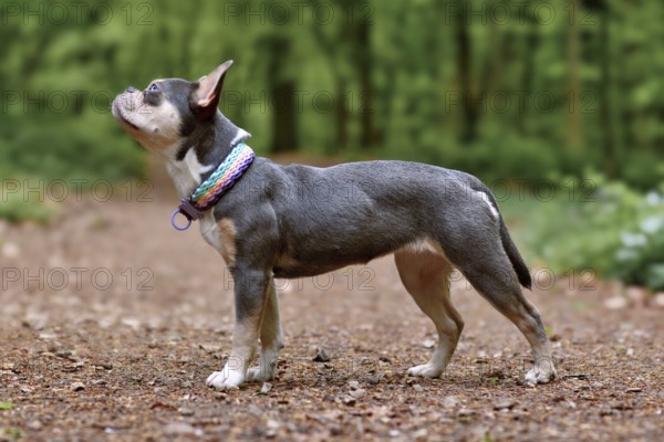 Lilac orange tan French Bulldog dog with long healthy nose, tail and woven colorful paracord collar standing in forest