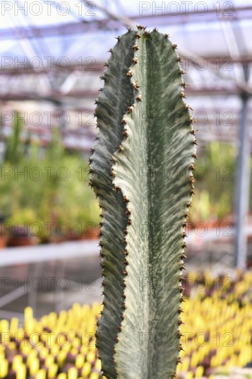 Close up of stem of 'Euphorbia Ingens cv. Marmorata' cactus plant