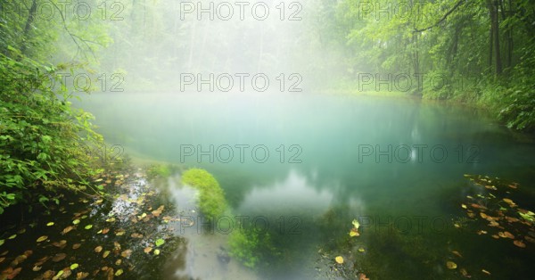 The mysterious Rhume spring with turquoise-green water in the morning mist, karst spring, fourth strongest spring in Germany, national geotope, Rhumspringe, Lower Saxony, Germany