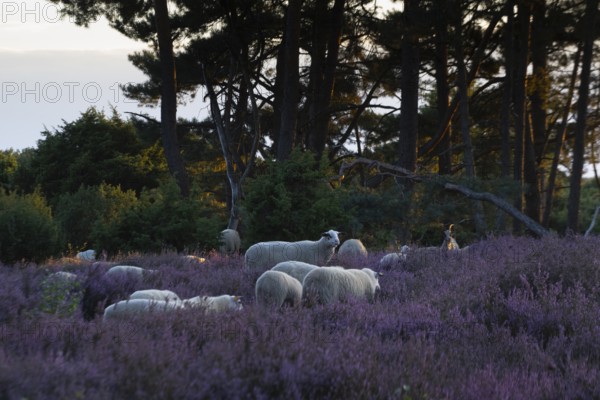 Bentheimer Landschafe (Ovis gmelini) and goats (Capra aegagrus f. hircus), Emsland, Lower Saxony, Germany