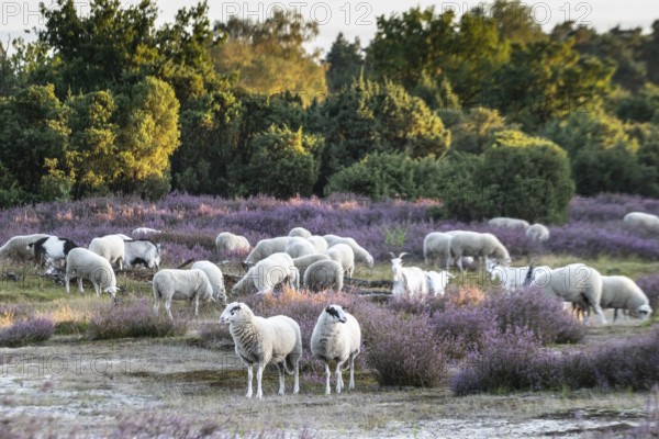 Bentheimer Landschafe (Ovis gmelini) and goats (Capra aegagrus f. hircus), Emsland, Lower Saxony, Germany