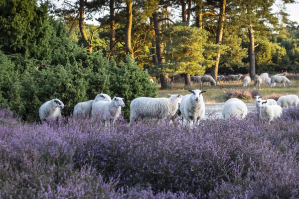 Bentheimer Landschafe (Ovis gmelini) in heathland, Emsland, Lower Saxony, Germany