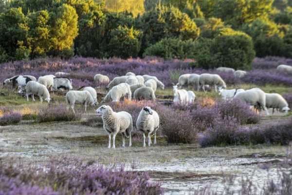 Bentheimer Landschafe (Ovis gmelini) and goats (Capra aegagrus f. hircus), Emsland, Lower Saxony, Germany