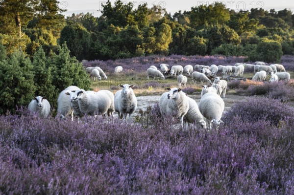 Bentheimer Landschafe (Ovis gmelini), Emsland, Lower Saxony, Germany