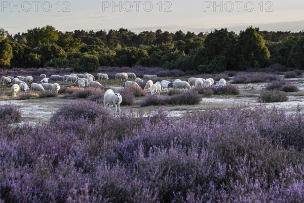 Bentheimer Landschafe (Ovis gmelini), Emsland, Lower Saxony, Germany