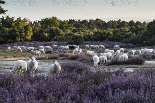 Bentheimer Landschafe (Ovis gmelini) and goats (Capra aegagrus f. hircus), Emsland, Lower Saxony, Germany