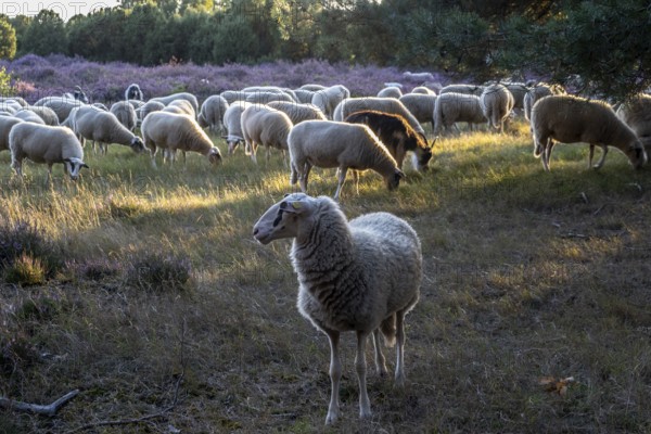 Bentheimer Landschafe (Ovis gmelini) and goats (Capra aegagrus f. hircus), Emsland, Lower Saxony, Germany