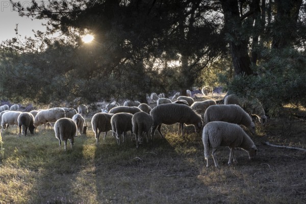 Bentheimer Landschafe (Ovis gmelini), Emsland, Lower Saxony, Germany