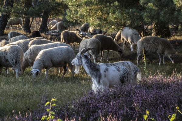 Bentheimer Landschafe (Ovis gmelini) and goats (Capra aegagrus f. hircus), Emsland, Lower Saxony, Germany