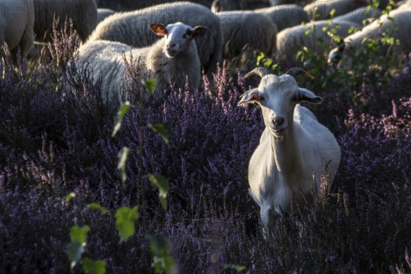 Bentheimer Landschafe (Ovis gmelini) and goats (Capra aegagrus f. hircus), Emsland, Lower Saxony, Germany