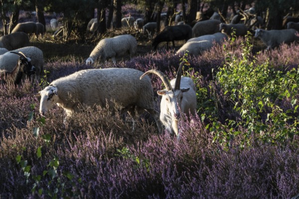 Bentheimer Landschafe (Ovis gmelini) and goats (Capra aegagrus f. hircus), Emsland, Lower Saxony, Germany
