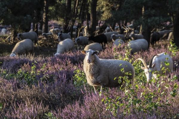 Bentheimer Landschafe (Ovis gmelini) and goats (Capra aegagrus f. hircus), Emsland, Lower Saxony, Germany
