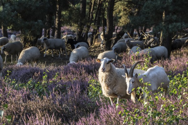 Bentheimer Landschafe (Ovis gmelini) and goats (Capra aegagrus f. hircus), Emsland, Lower Saxony, Germany