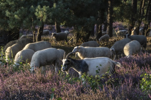 Bentheimer Landschafe (Ovis gmelini) and goats (Capra aegagrus f. hircus), Emsland, Lower Saxony, Germany