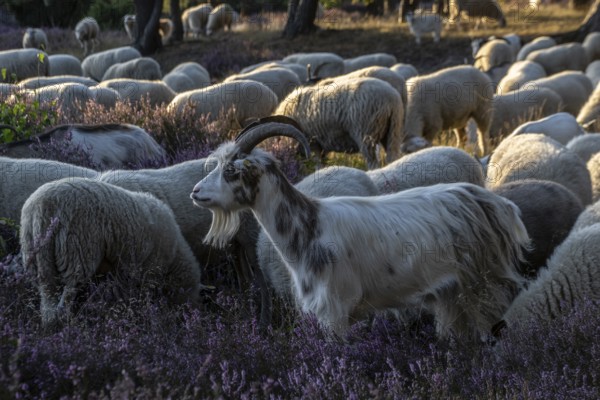 Bentheimer Landschafe (Ovis gmelini) and goats (Capra aegagrus f. hircus), Emsland, Lower Saxony, Germany