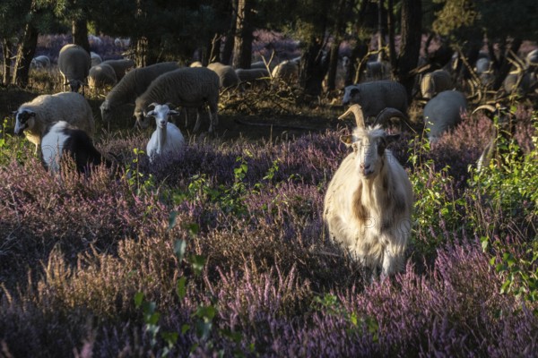 Bentheimer Landschafe (Ovis gmelini) and goats (Capra aegagrus f. hircus), Emsland, Lower Saxony, Germany