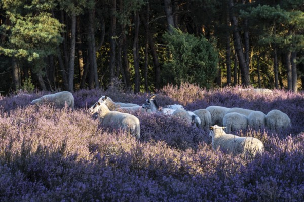 Bentheimer Landschafe (Ovis gmelini), Emsland, Lower Saxony, Germany
