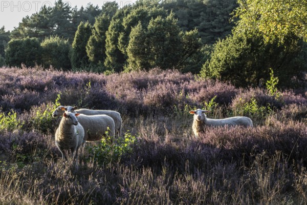 Bentheimer Landschafe (Ovis gmelini), Emsland, Lower Saxony, Germany