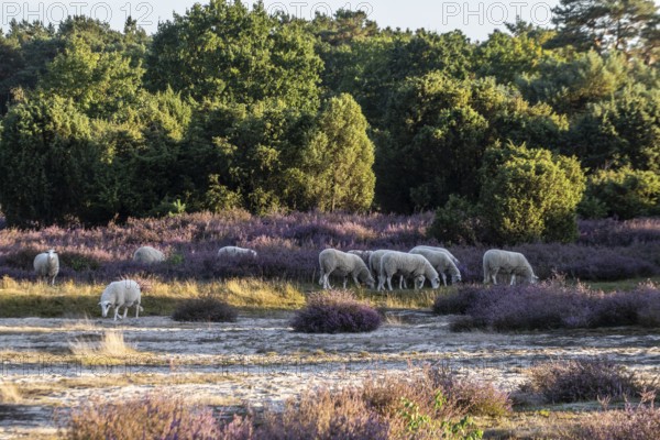 Bentheimer Landschafe (Ovis gmelini), Emsland, Lower Saxony, Germany