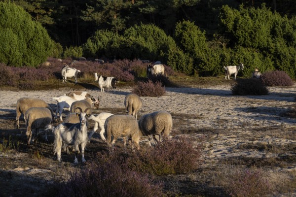 Bentheimer Landschafe (Ovis gmelini) and goats (Capra aegagrus f. hircus), Emsland, Lower Saxony, Germany