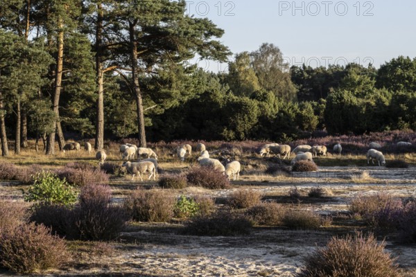 Bentheimer Landschafe (Ovis gmelini) and goats (Capra aegagrus f. hircus), Emsland, Lower Saxony, Germany