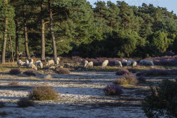 Bentheimer Landschafe (Ovis gmelini), Emsland, Lower Saxony, Germany