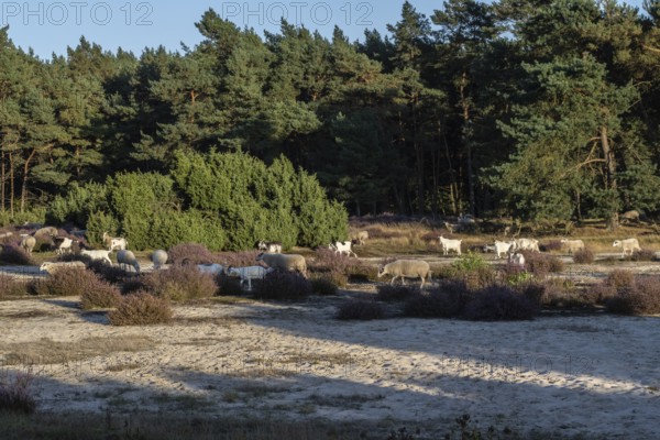 Bentheimer Landschafe (Ovis gmelini) and goats (Capra aegagrus f. hircus), Emsland, Lower Saxony, Germany