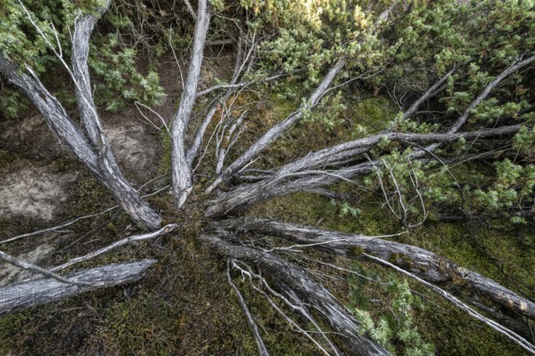 Juniper (Juniperus communis), Emsland, Lower Saxony, Germany