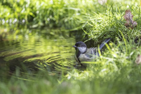 Great tit (Parus major), at the bird bath, Emsland, Lower Saxony, Germany