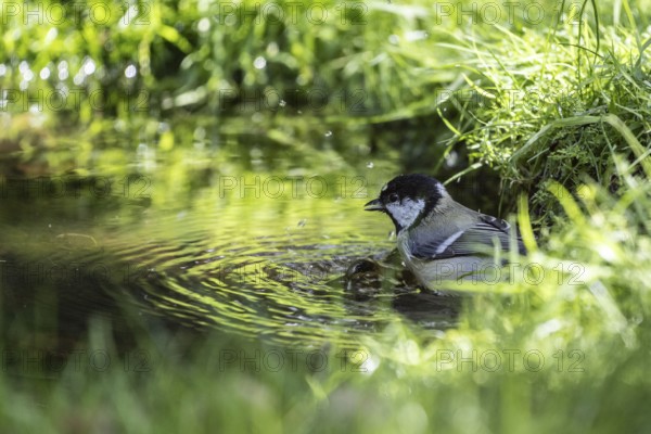 Great tit (Parus major), at the bird bath, Emsland, Lower Saxony, Germany