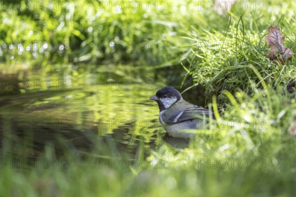 Great tit (Parus major), at the bird bath, Emsland, Lower Saxony, Germany