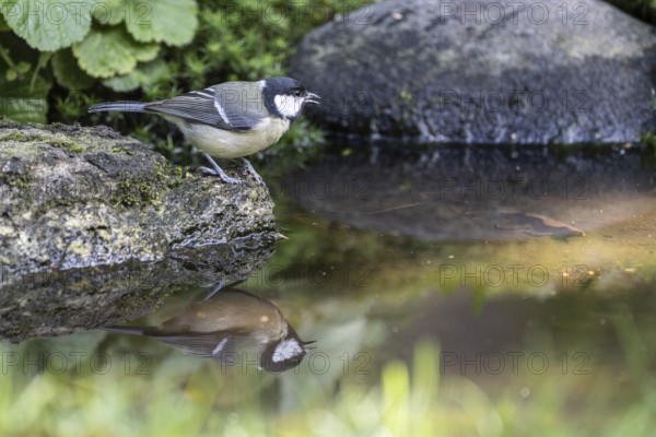 Great tit (Parus major), at the bird bath, Emsland, Lower Saxony, Germany