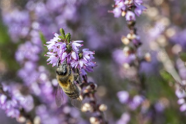 Honey bee (Apis mellifera) on heather (Calluna vulgaris), Emsland, Lower Saxony, Germany