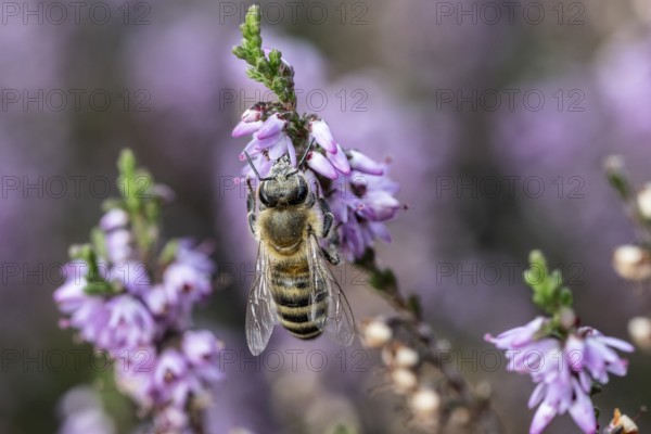 Honey bee (Apis mellifera) on heather (Calluna vulgaris), Emsland, Lower Saxony, Germany