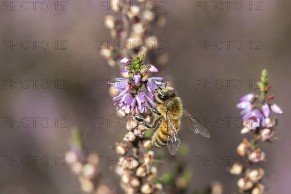 Honey bee (Apis mellifera) on heather (Calluna vulgaris), Emsland, Lower Saxony, Germany