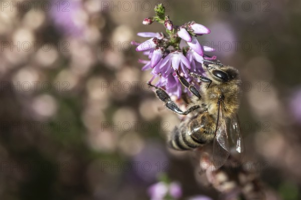 Honey bee (Apis mellifera) on heather (Calluna vulgaris), Emsland, Lower Saxony, Germany