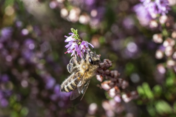 Honey bee (Apis mellifera) on heather (Calluna vulgaris), Emsland, Lower Saxony, Germany
