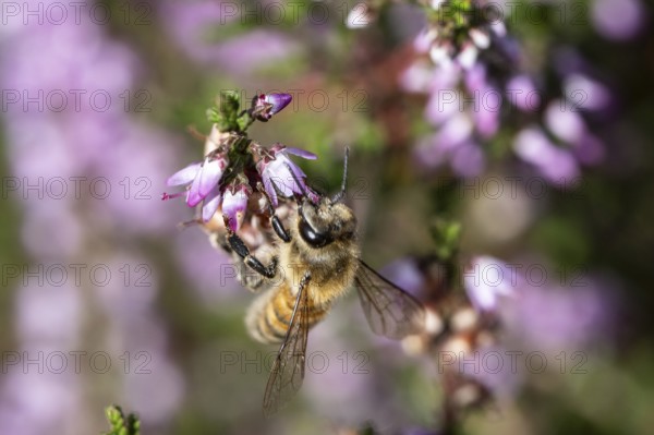 Honey bee (Apis mellifera) on heather (Calluna vulgaris), Emsland, Lower Saxony, Germany