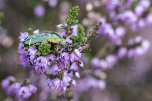 Rose chafer (Cetonia aurata) on heather (Calluna vulgaris), Emsland, Lower Saxony, Germany
