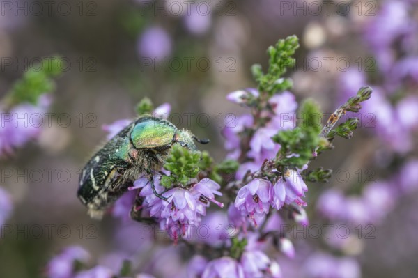 Rose chafer (Cetonia aurata) on heather (Calluna vulgaris), Emsland, Lower Saxony, Germany