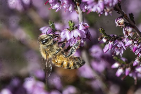 Honey bee (Apis mellifera) on heather (Calluna vulgaris), Emsland, Lower Saxony, Germany