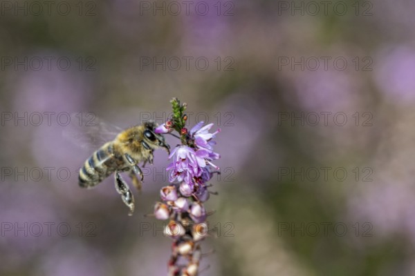 Honey bee (Apis mellifera) on heather (Calluna vulgaris), Emsland, Lower Saxony, Germany