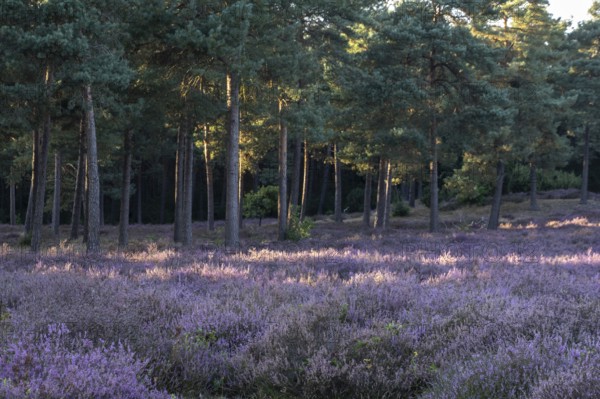 Heather (Calluna vulgaris) in a pine forest (Pinus sylvestris), Emsland, Lower Saxony, Germany