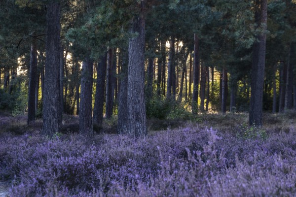 Heather (Calluna vulgaris) in a pine forest (Pinus sylvestris), Emsland, Lower Saxony, Germany