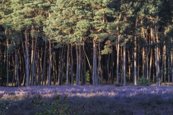 Heather (Calluna vulgaris) in a pine forest (Pinus sylvestris), Emsland, Lower Saxony, Germany