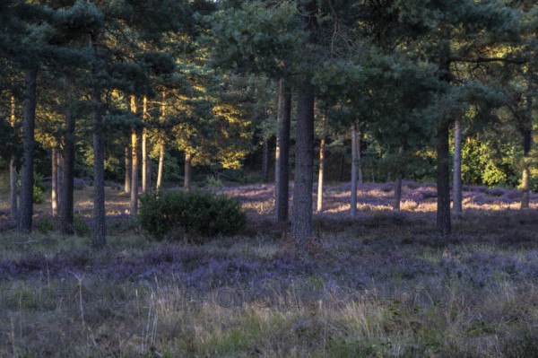 Heather (Calluna vulgaris) in a pine forest (Pinus sylvestris), Emsland, Lower Saxony, Germany