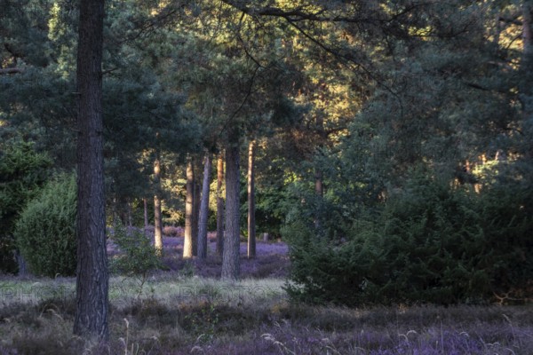 Heather (Calluna vulgaris) in a pine forest (Pinus sylvestris), Emsland, Lower Saxony, Germany