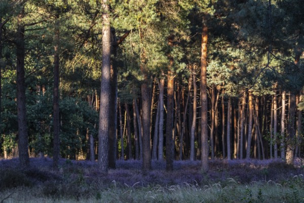 Heather (Calluna vulgaris) in a pine forest (Pinus sylvestris), Emsland, Lower Saxony, Germany