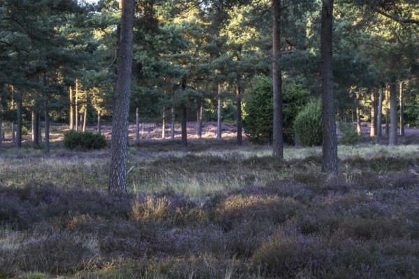 Heather (Calluna vulgaris) in a pine forest (Pinus sylvestris), Emsland, Lower Saxony, Germany